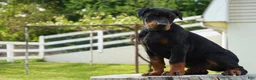 Doberman Pinscher dogs for sale: Maximus - Ad 4