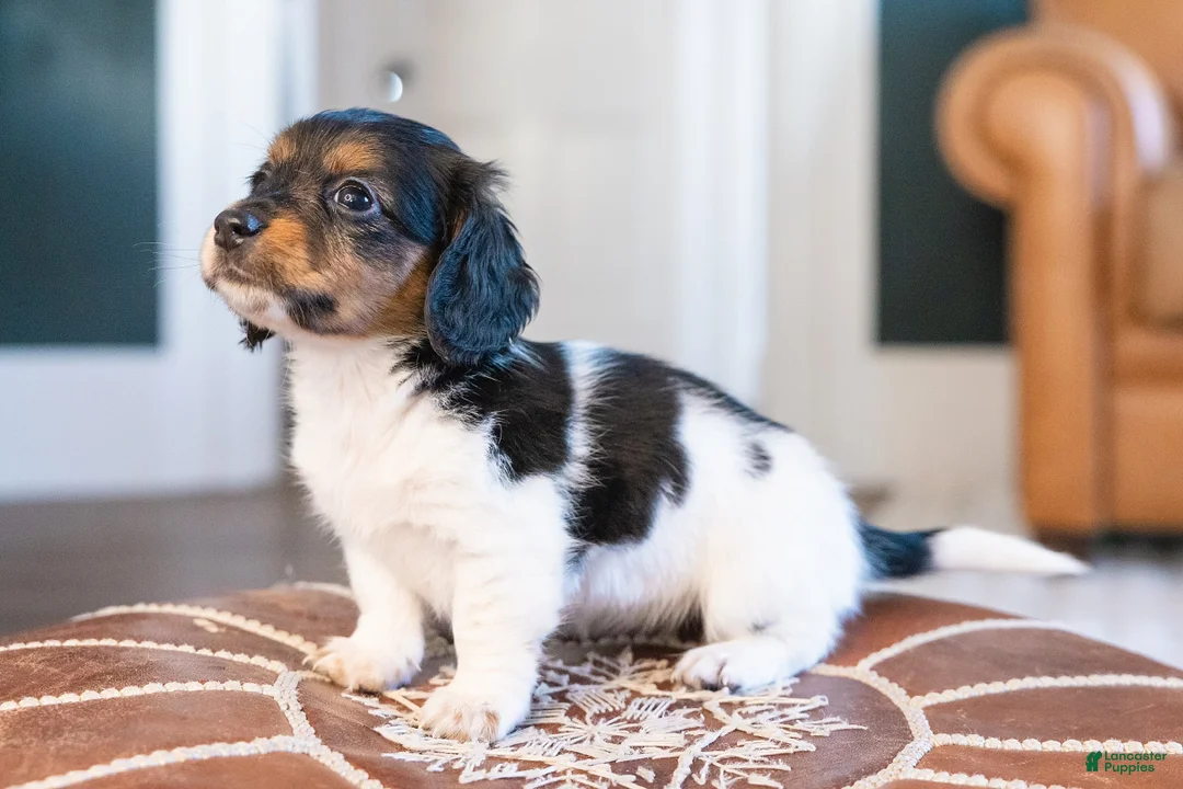 Miniature Dachshund dogs for sale: Greta Longbody - Ad 3