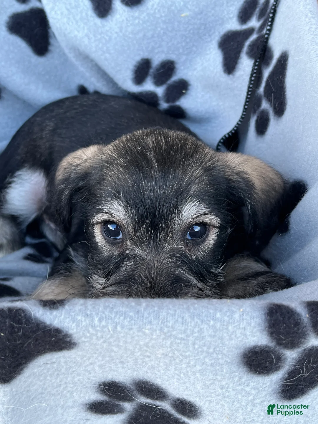Miniature Schnauzer dogs for sale: Spike - Ad 2