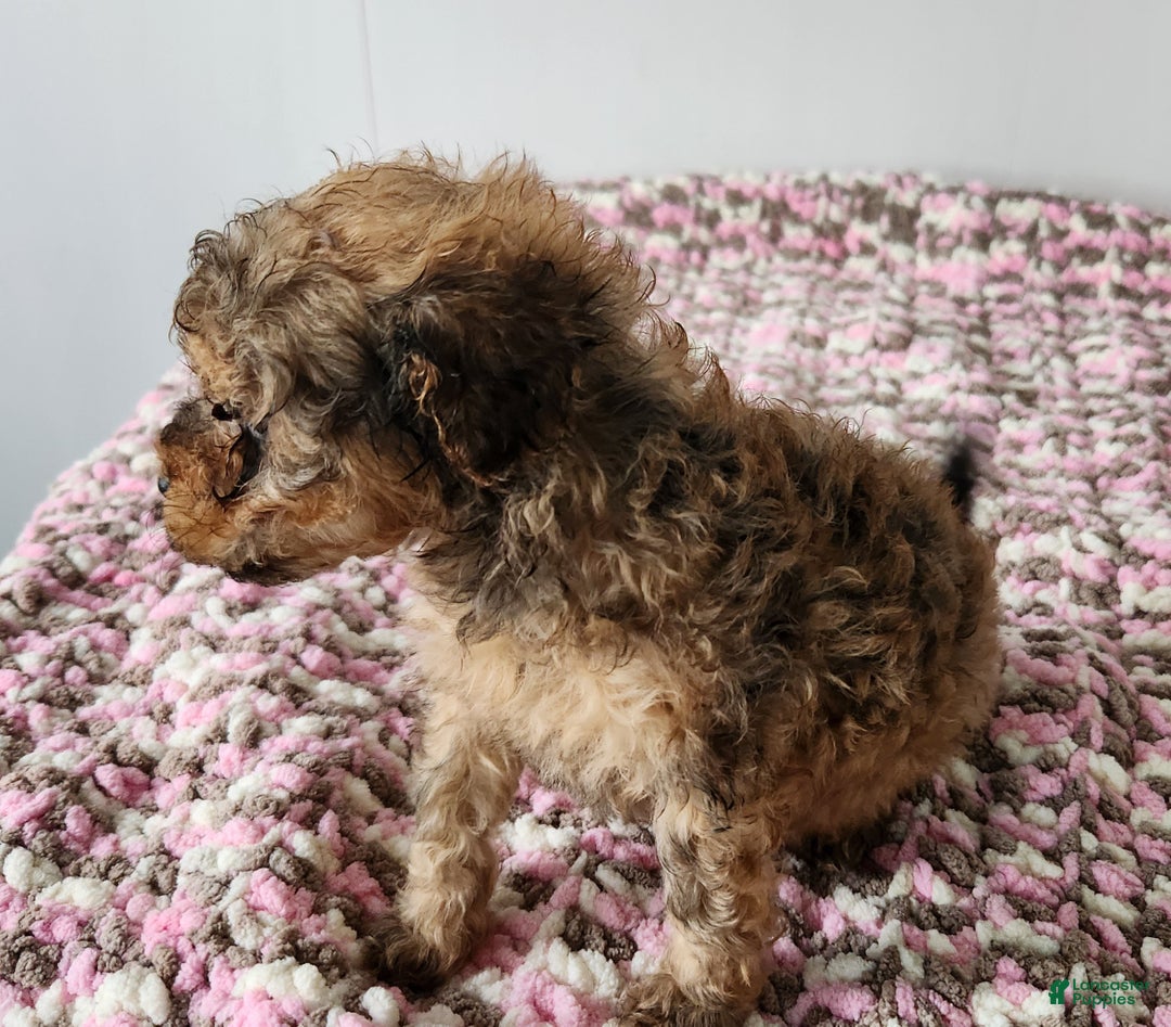 Toy Poodle dogs for sale: Kacie - Ad 4