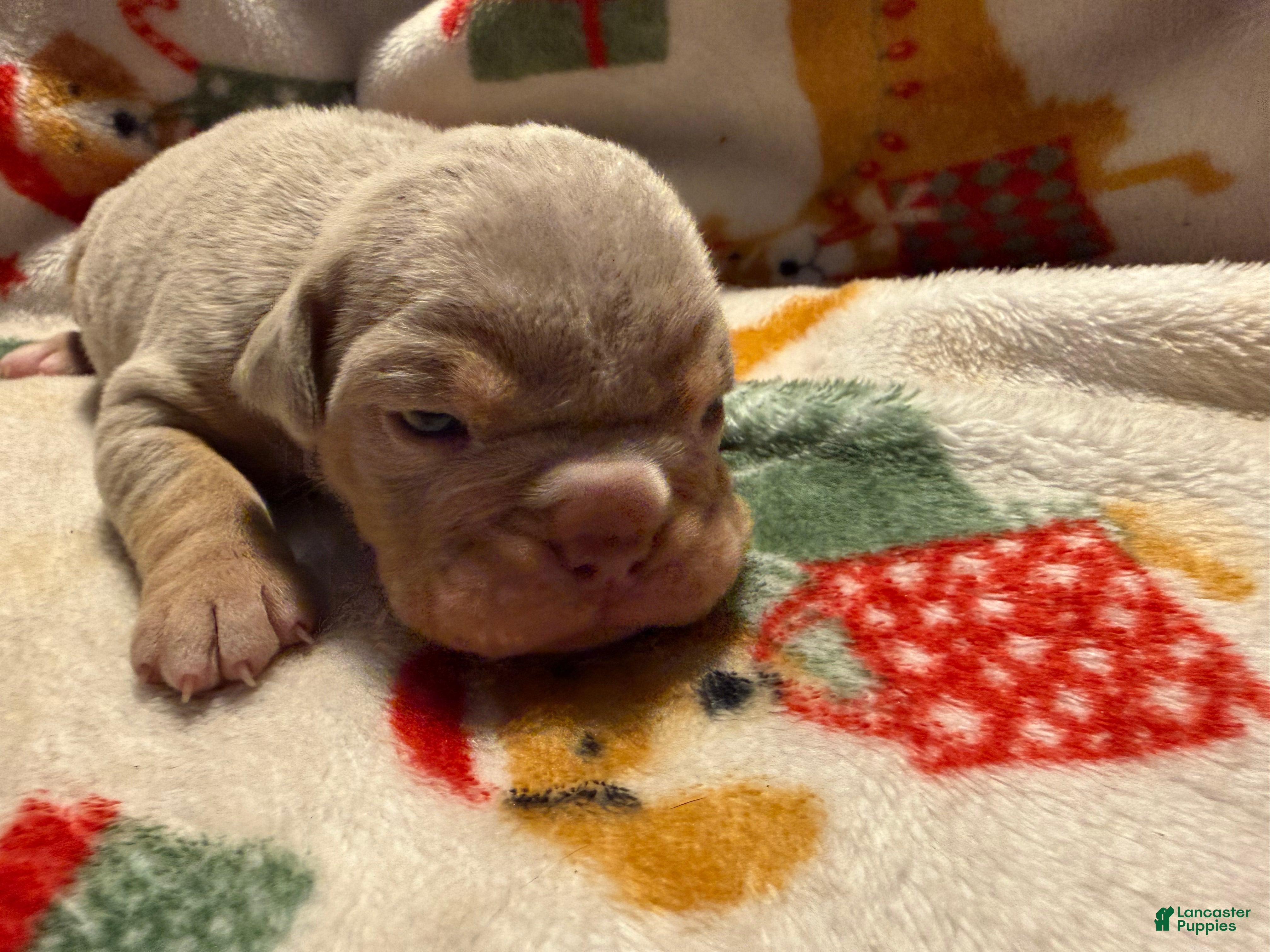 Olde English Bulldogge dogs Lilac tri male  - Ad 2