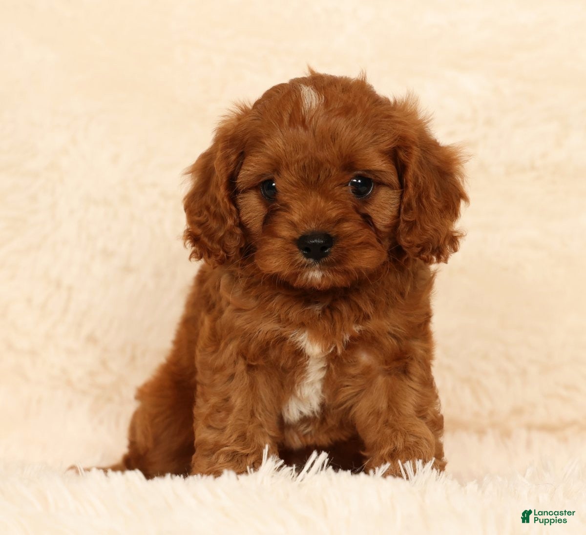 Cavapoo dogs Randy - Ad 1