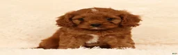 Cavapoo dogs for sale: Randy - Ad 1