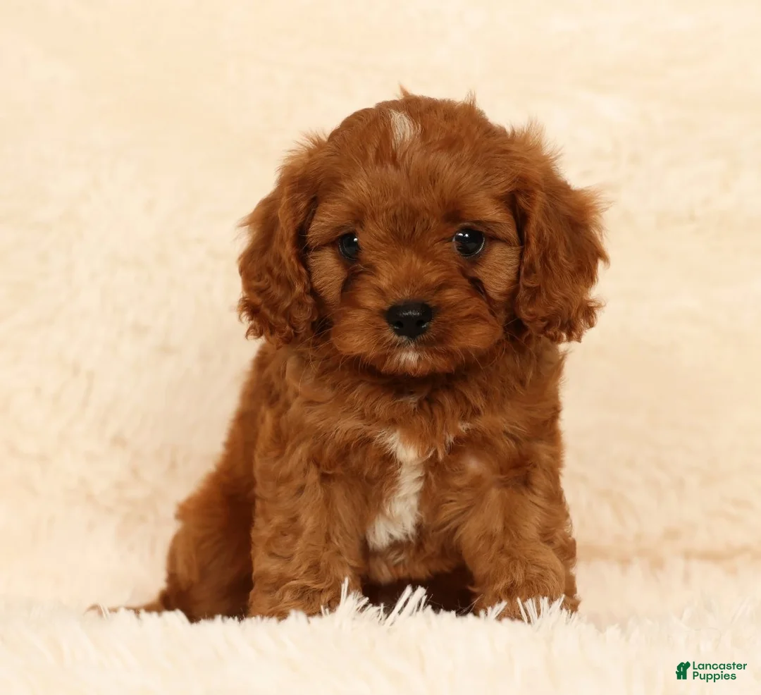 Cavapoo dogs for sale: Randy - Ad 1