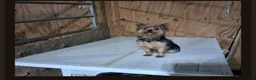 Yorkshire Terrier dogs for sale: Tyler - Ad 7