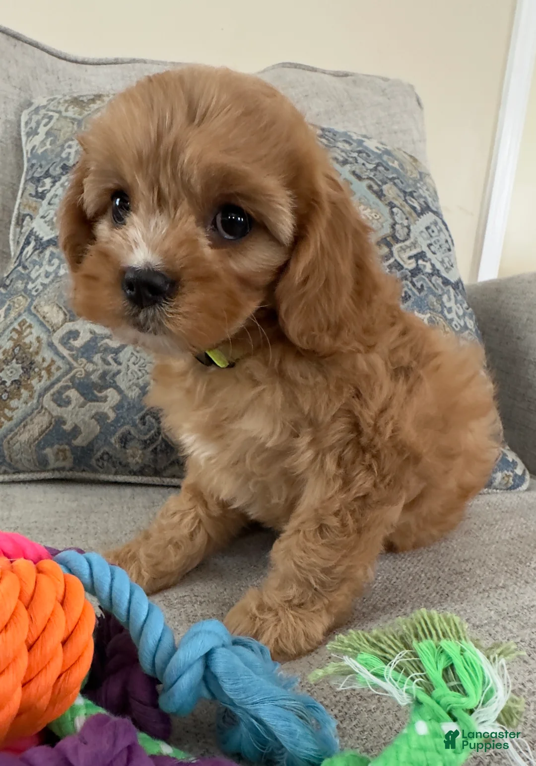 Cavapoo dogs for sale: Janie - Ad 1