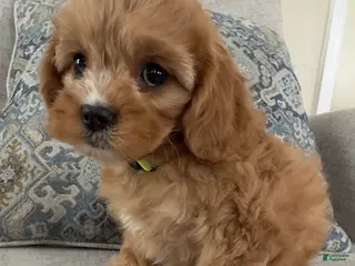 Cavapoo dogs Janie - Ad 30