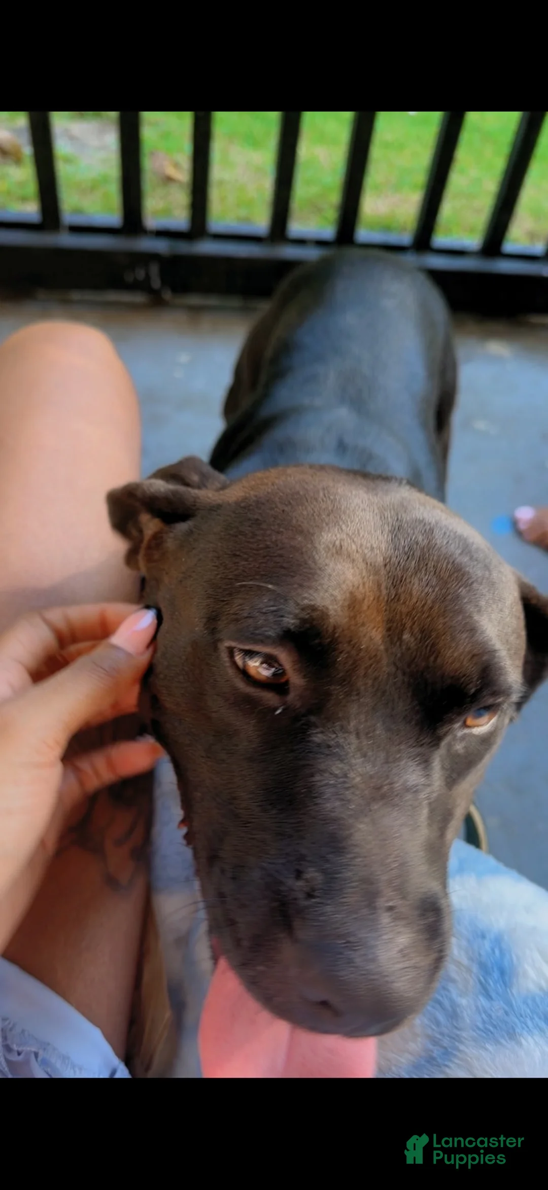 Labrador Retriever dogs for sale: Labrador Retriever 1 - Ad 5