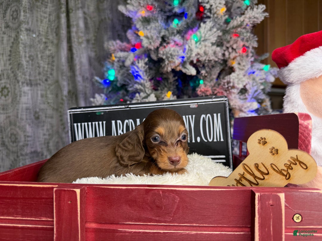 Miniature Dachshund dogs for sale: Ready 12/24/25 - Ad 7