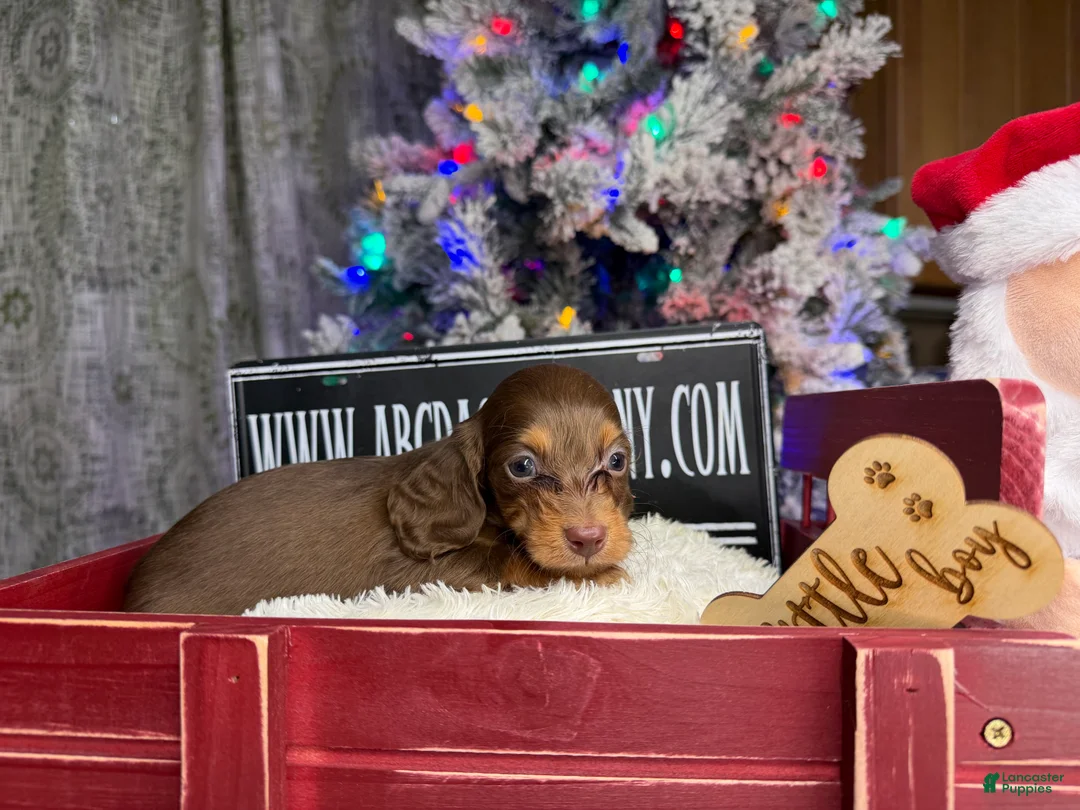 Miniature Dachshund dogs for sale: Ready 12/24/25 - Ad 21
