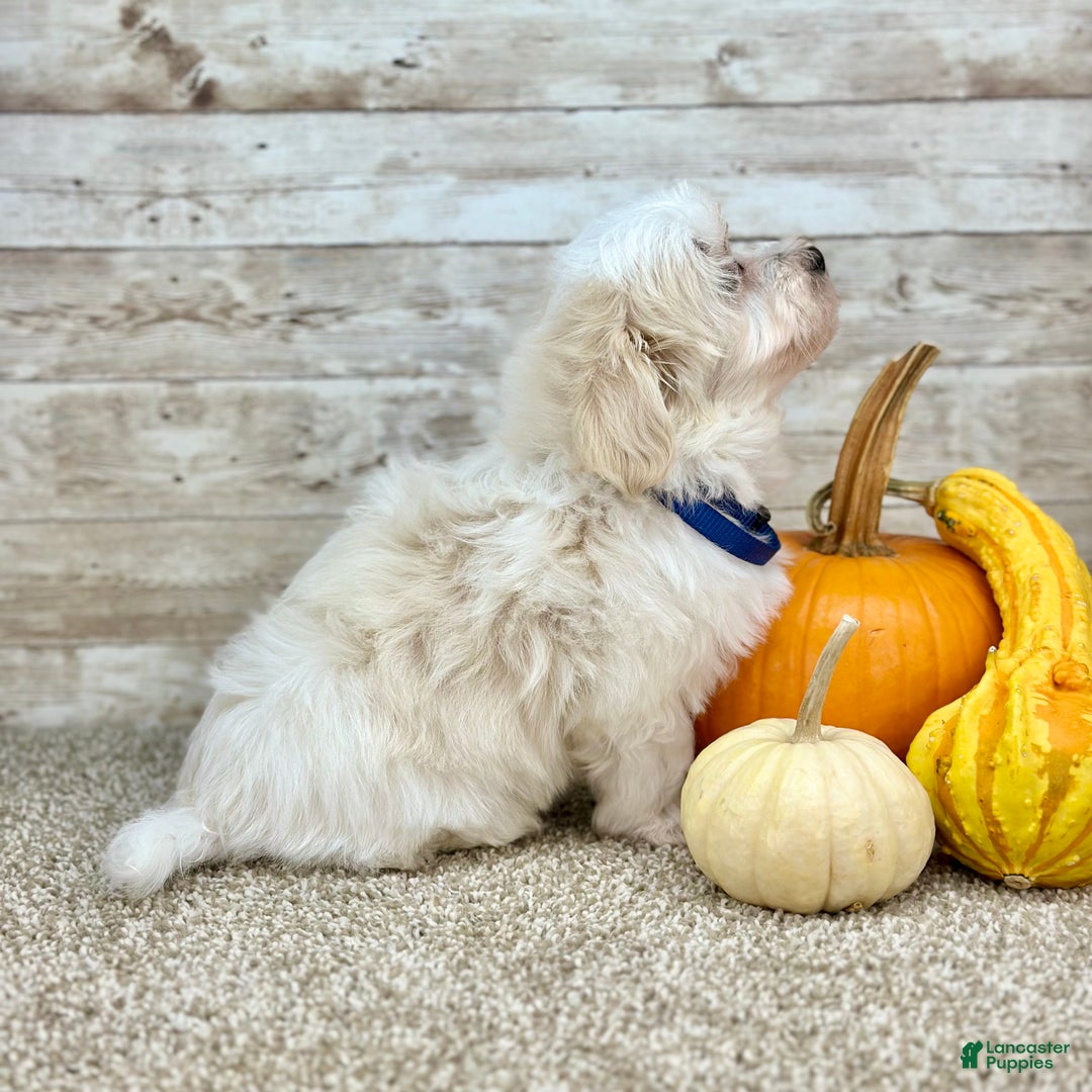 Maltipoo dogs for sale: Boy Ziggie - 0226 - Ad 4