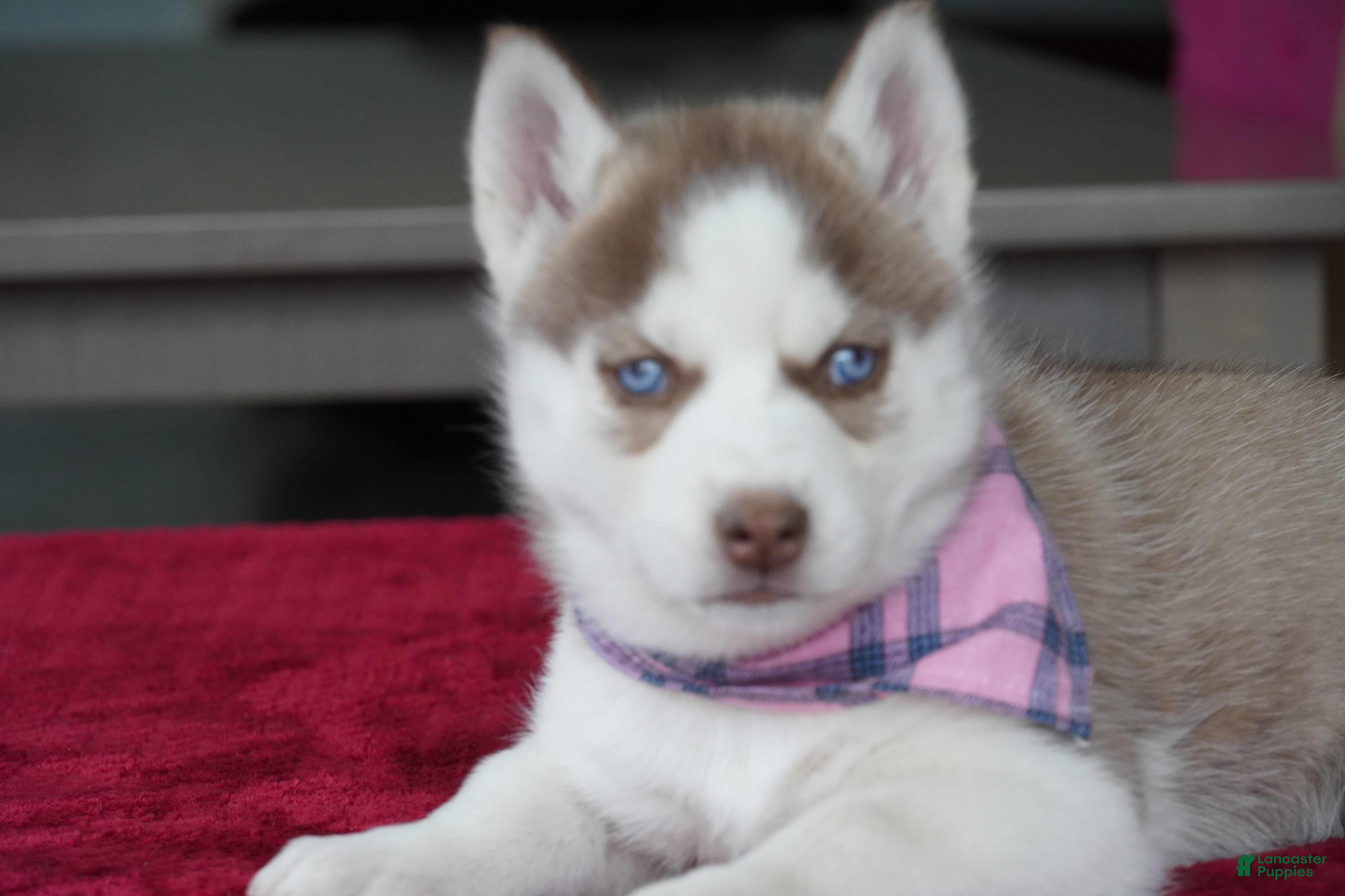 Siberian Husky dogs Willow - Ad 2