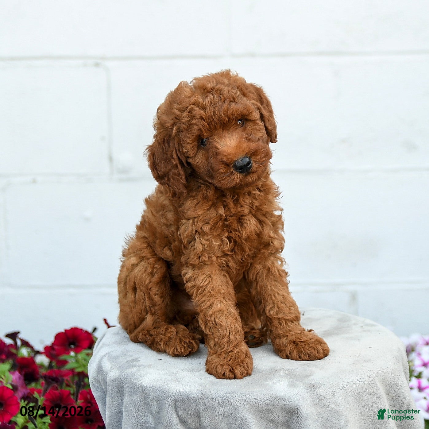 Miniature Poodle dogs Freddy - Ad 1