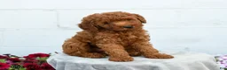 Miniature Poodle dogs for sale: Freddy - Ad 1