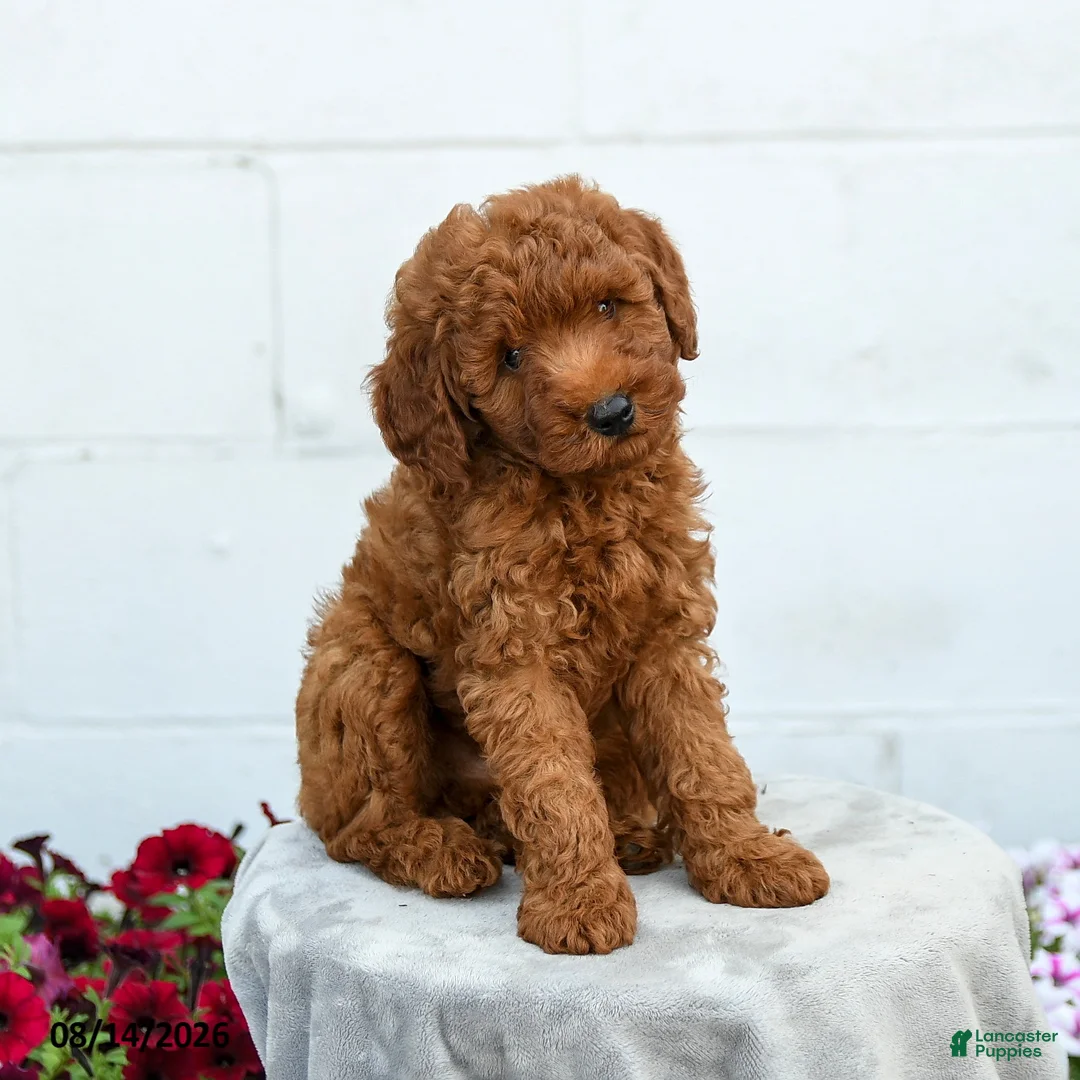 Miniature Poodle dogs for sale: Freddy - Ad 1
