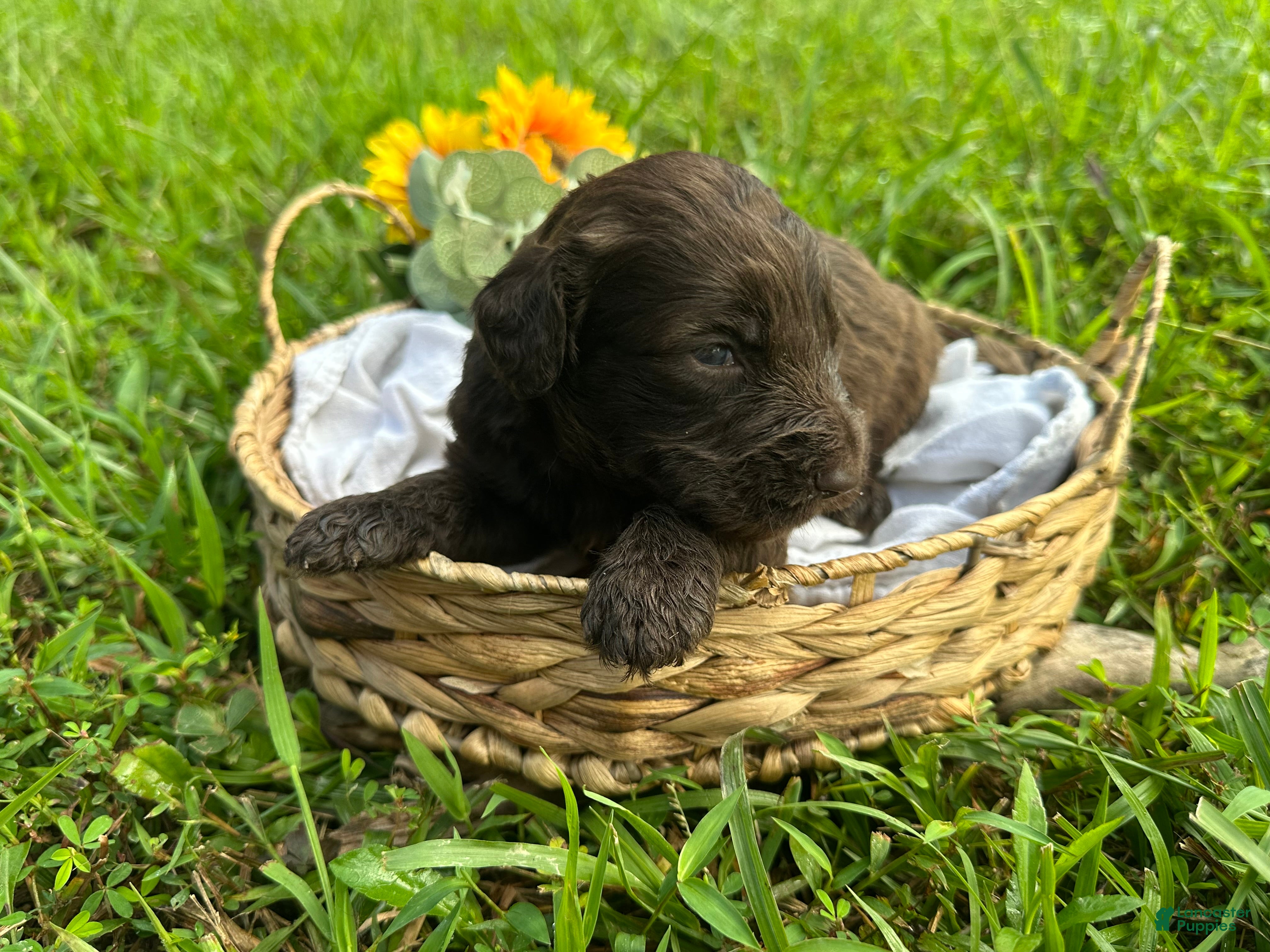 Goldendoodle dogs Goldendoodle 4 - Ad 1