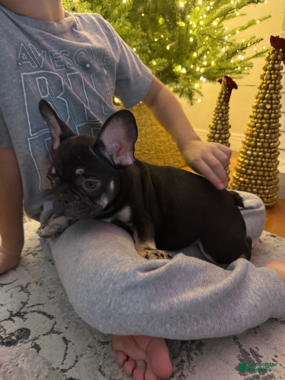 French Bulldog dogs for sale: Penelope  - Ad 4