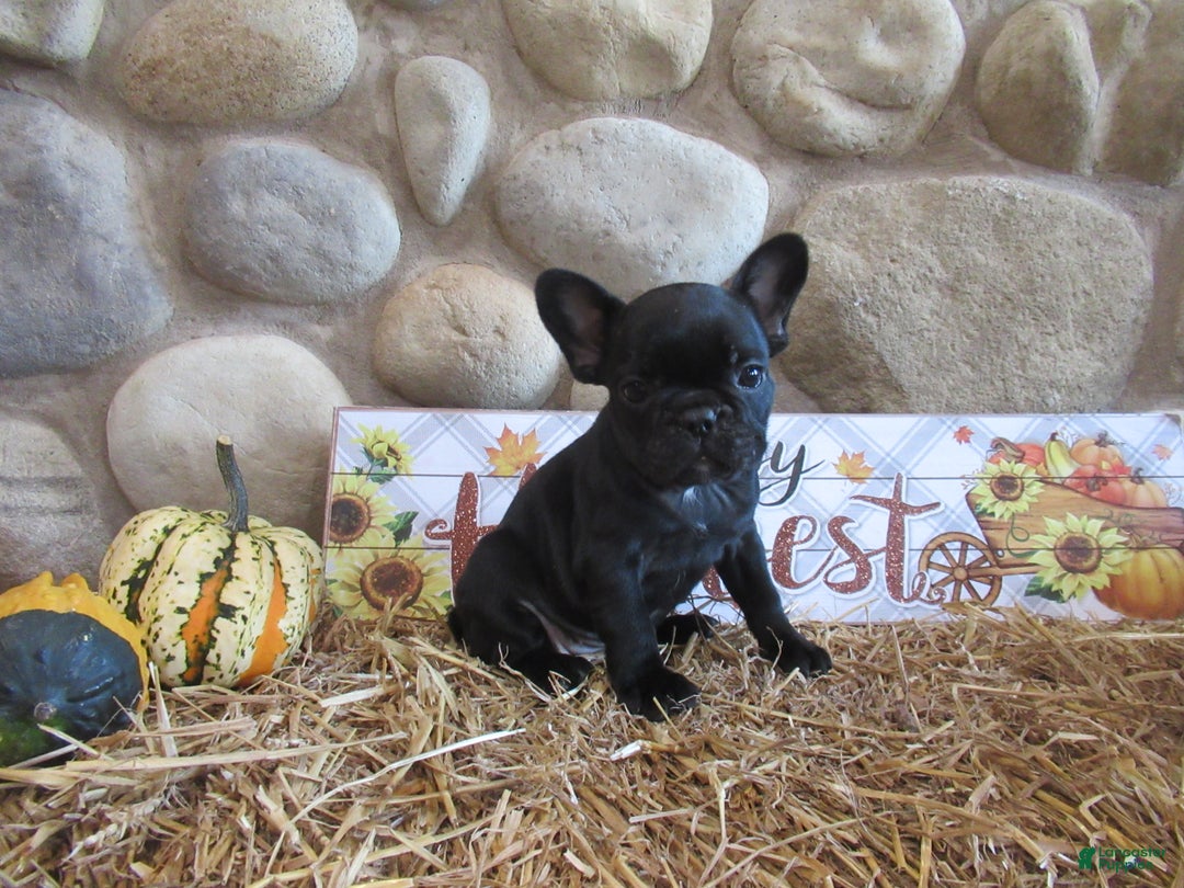 French Bulldog dogs for sale: AKC Jenna - Ad 2