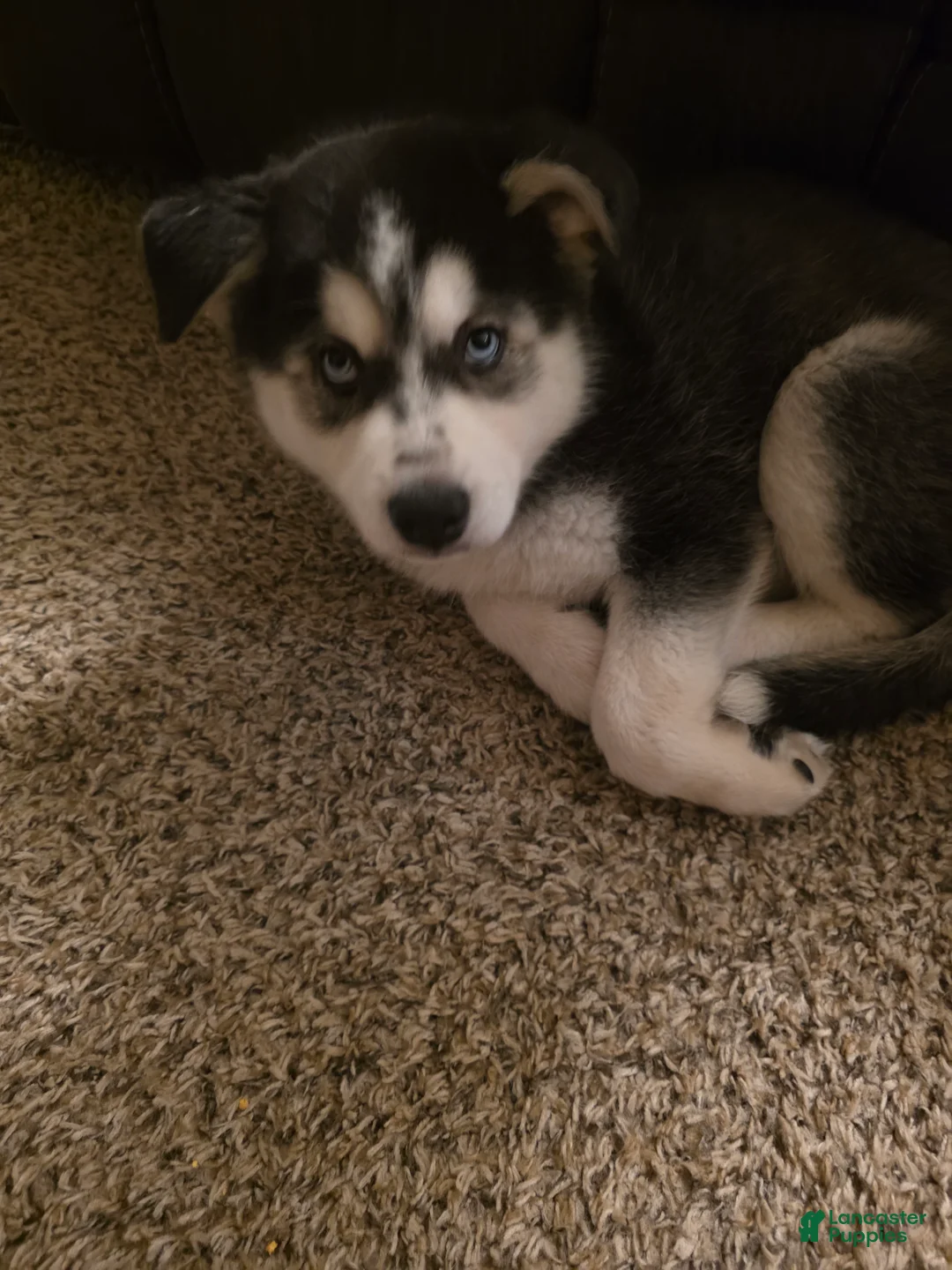 Siberian Husky dogs for sale: Spot  (Spoticus) - Ad 2
