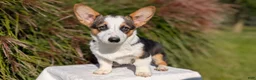 Welsh Corgi Pembroke dogs for sale: Logan - Ad 4