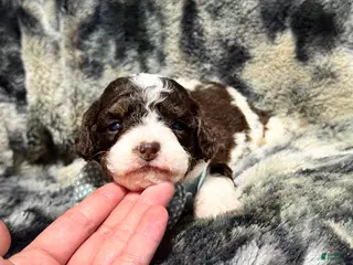 Mini Aussiedoodle dogs S’more - Ad 7