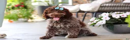 Lagotto Romagnolo dogs for sale: Maisie - Ad 4