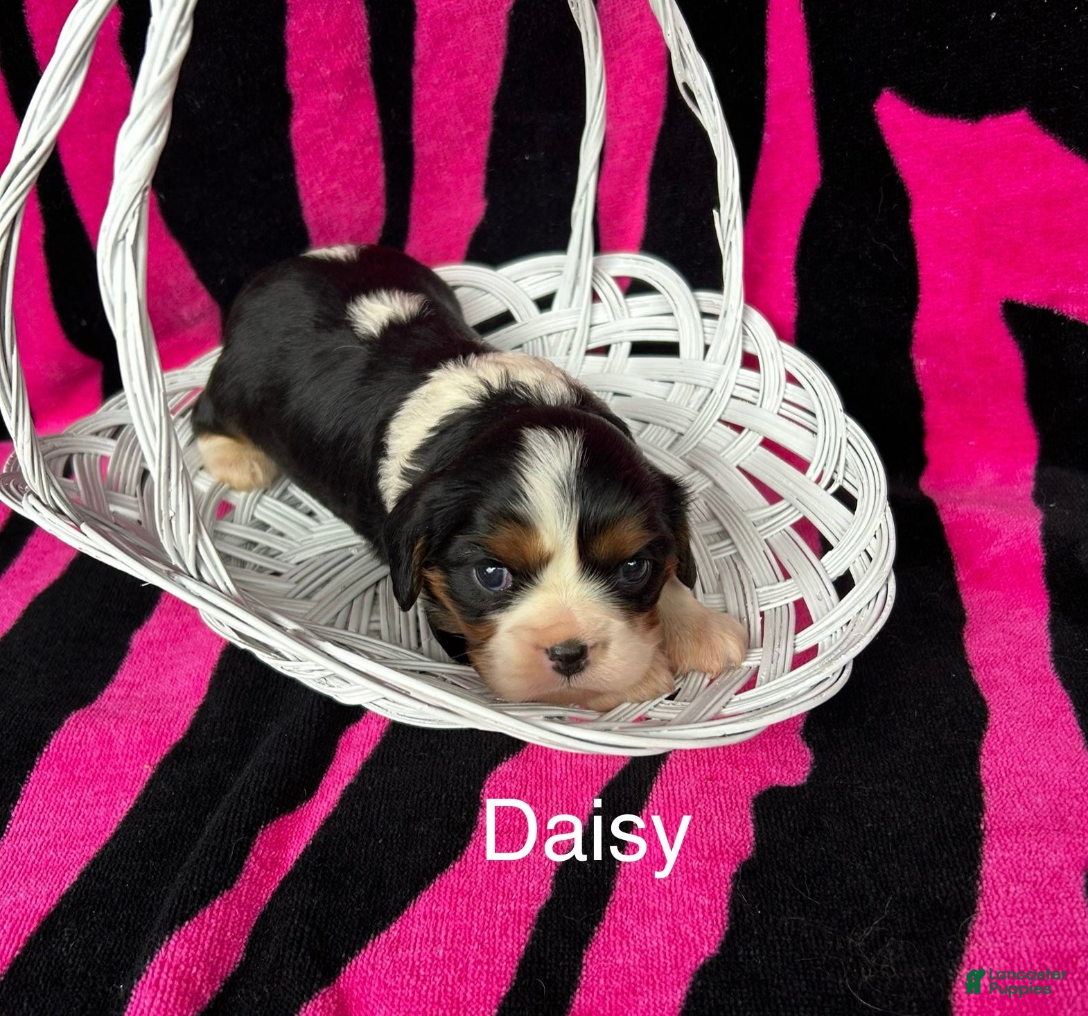 Cavalier King Charles Spaniel dogs Cavalier King Charles Spaniel Puppy 3 - Ad 6