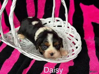 Cavalier King Charles Spaniel dogs Cavalier King Charles Spaniel Puppy 3 - Ad 6