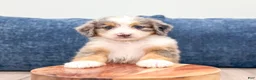 Mini Bernedoodle dogs for sale: Bella - Ad 7