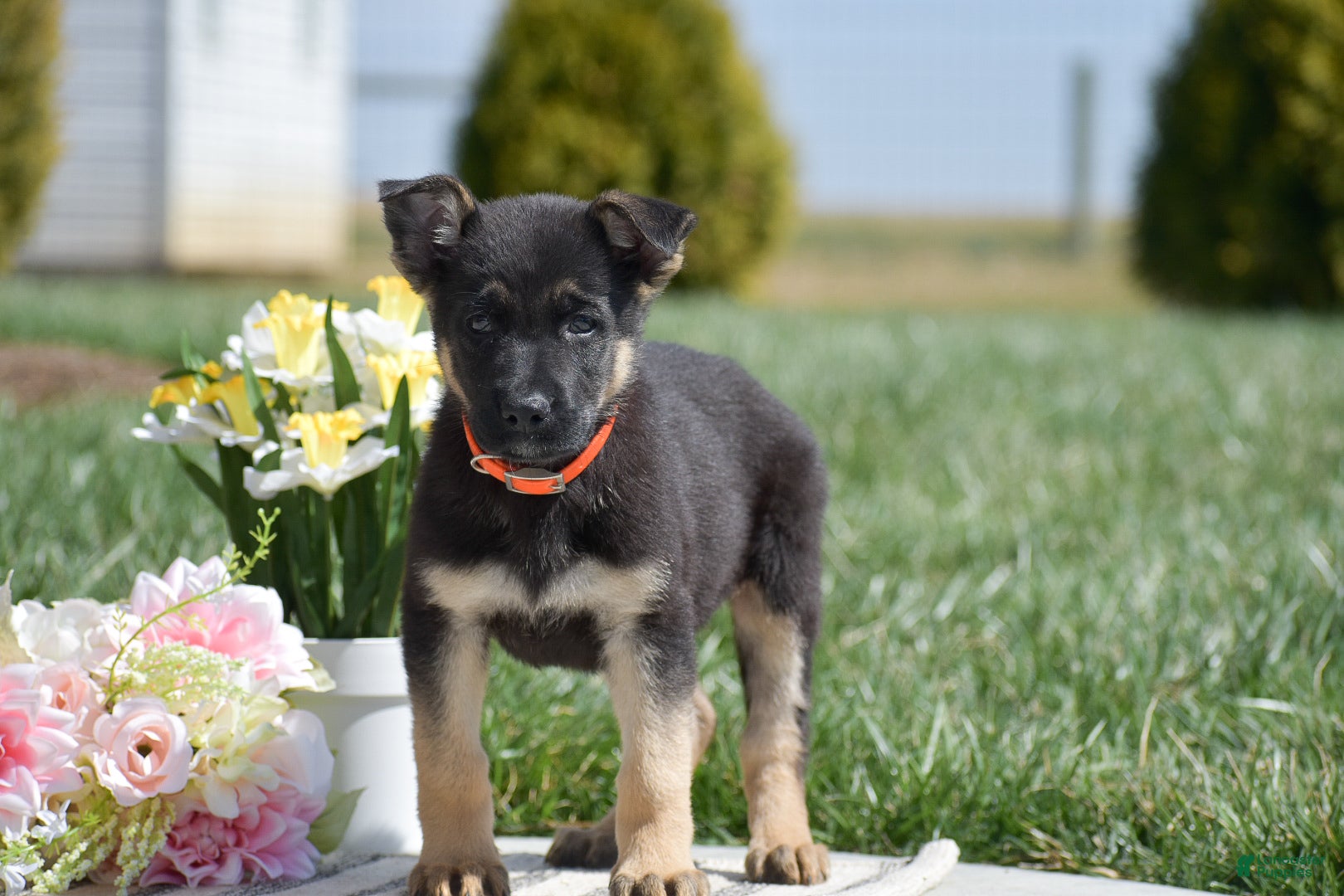 German Shepherd dogs Ryder - Ad 1
