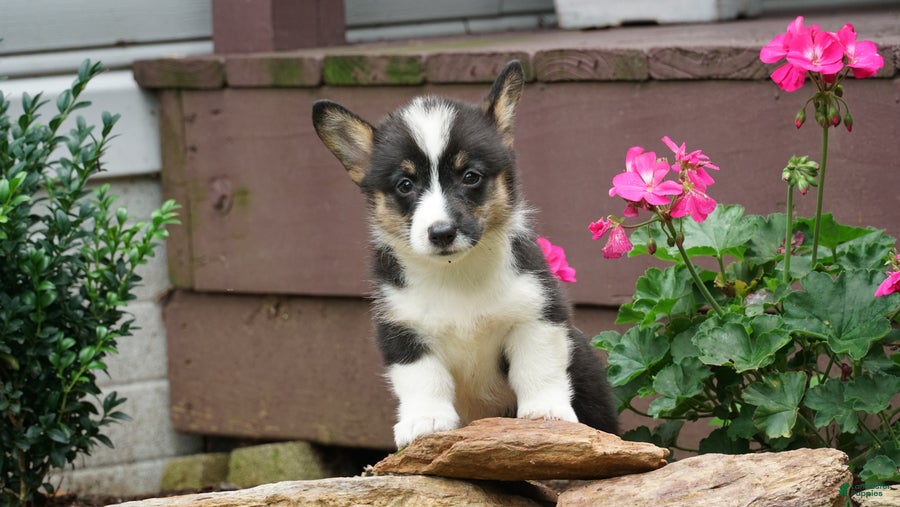 Welsh Corgi Pembroke dogs Willow - Ad 1