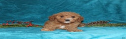 Mini Goldendoodle dogs for sale: Honey - Ad 2