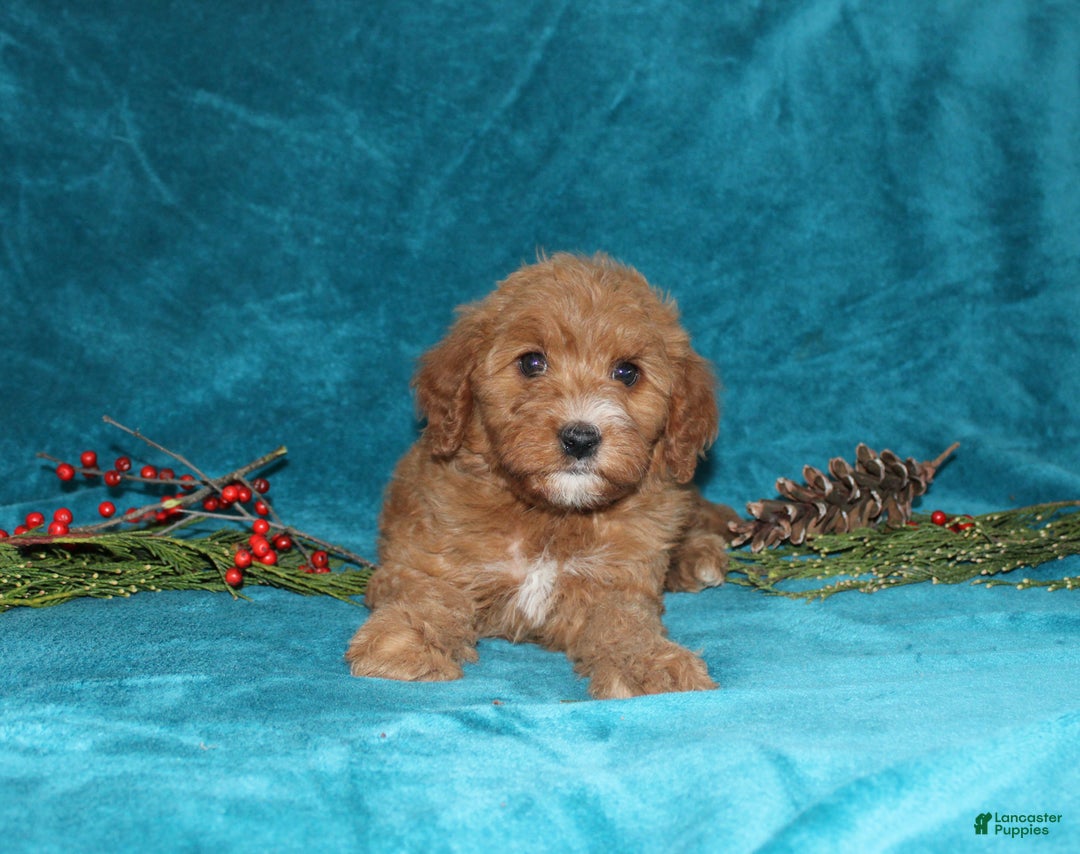 Mini Goldendoodle dogs for sale: Honey - Ad 2