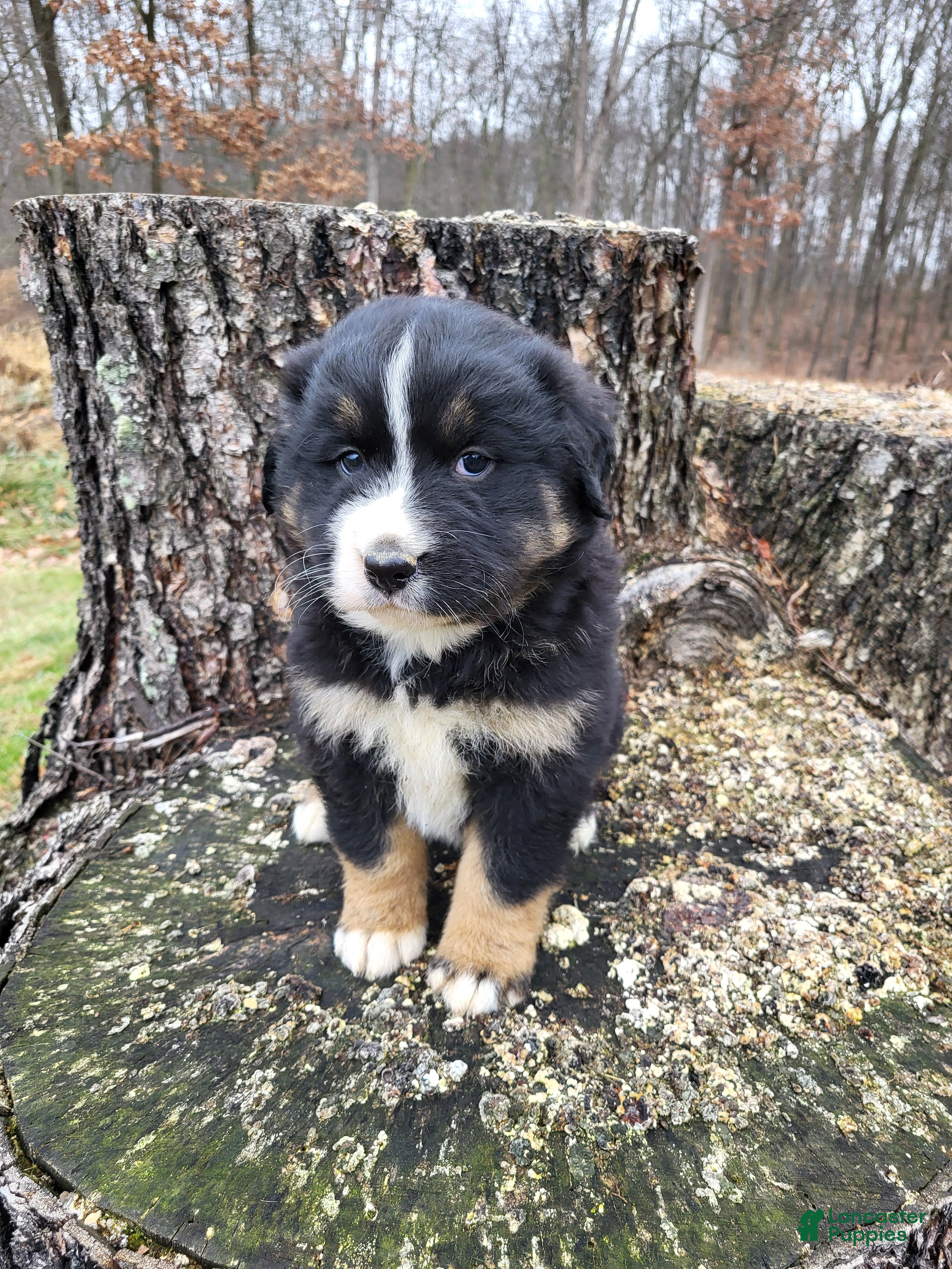 Mixed Breed dogs Brody - Ad 42