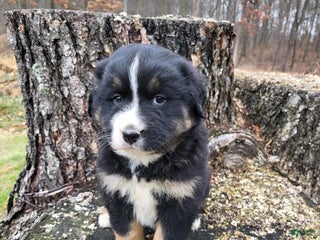 Mixed Breed dogs Brody - Ad 42