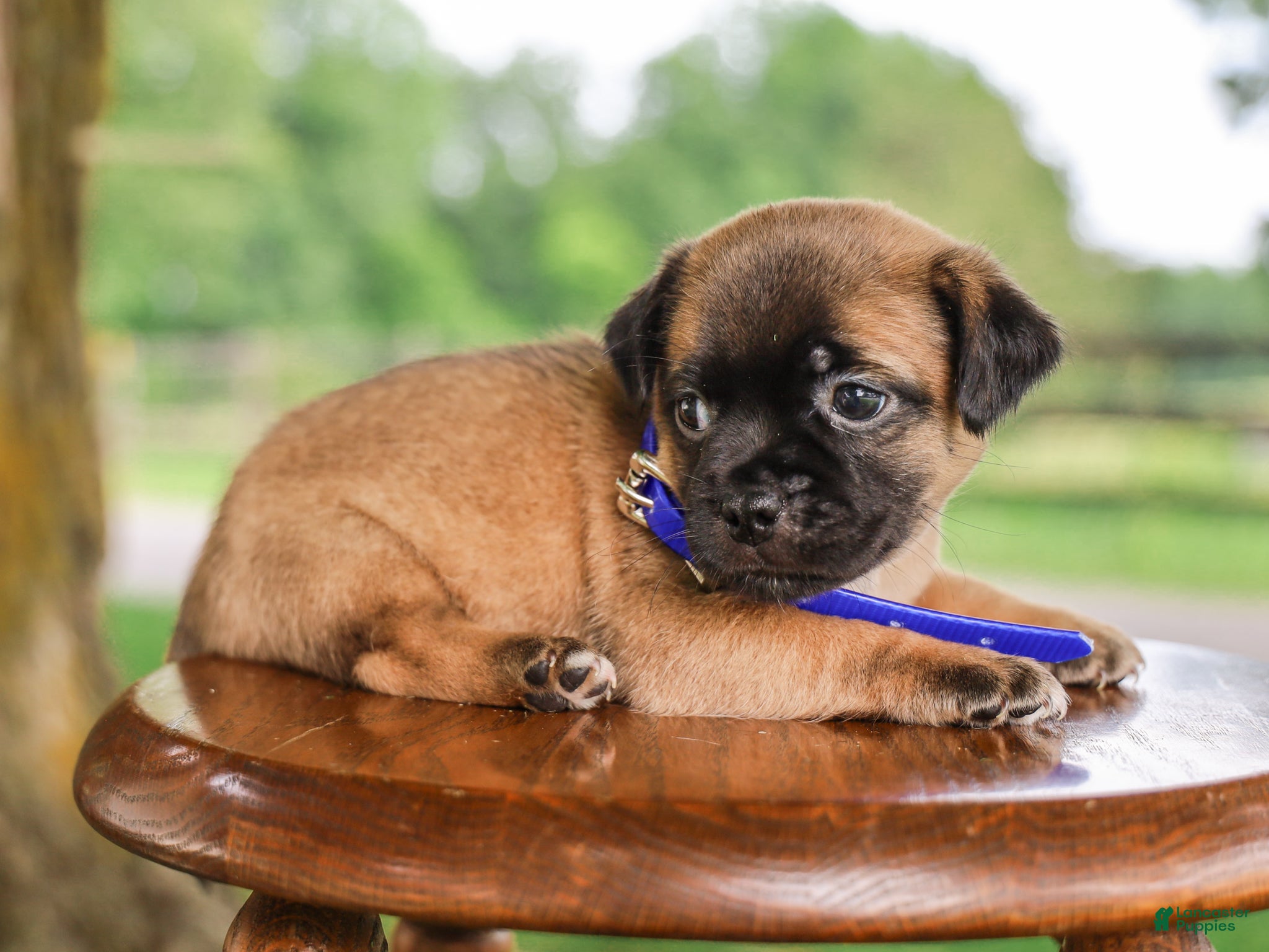 Jug dogs Zachary Jug Puppy - Ad 2