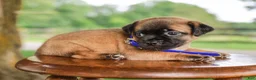 Jug dogs for sale: Zachary Jug Puppy - Ad 2