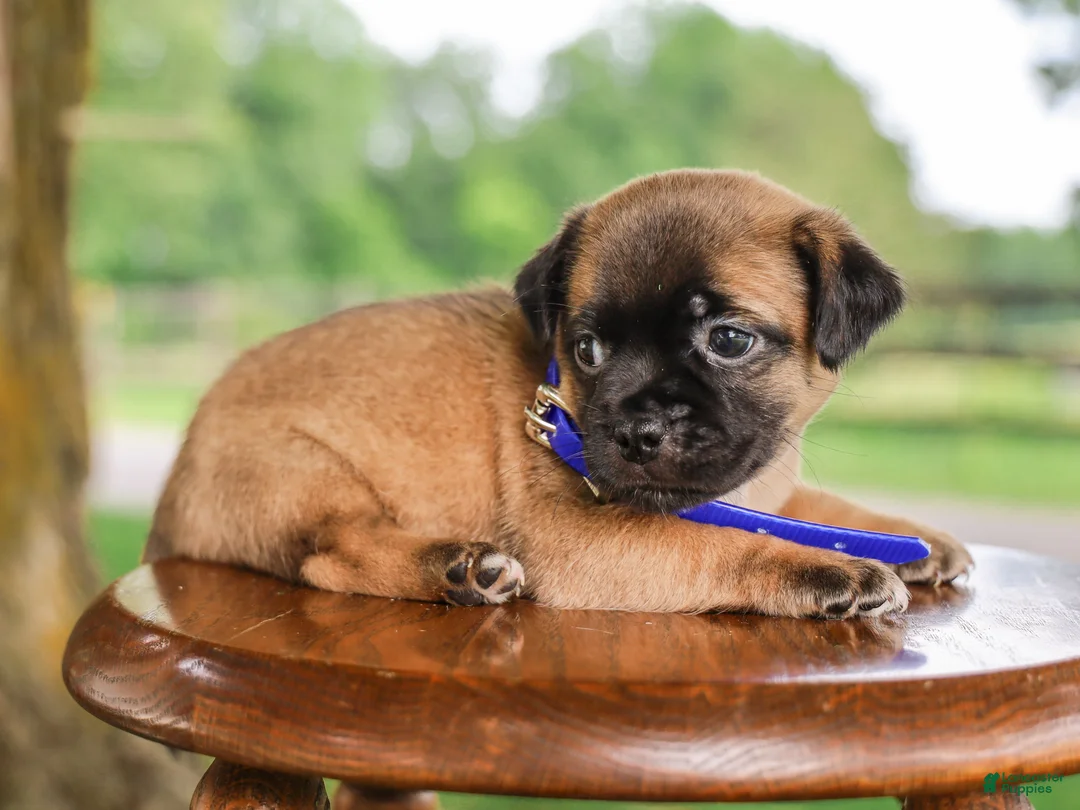 Jug dogs for sale: Zachary Jug Puppy - Ad 2