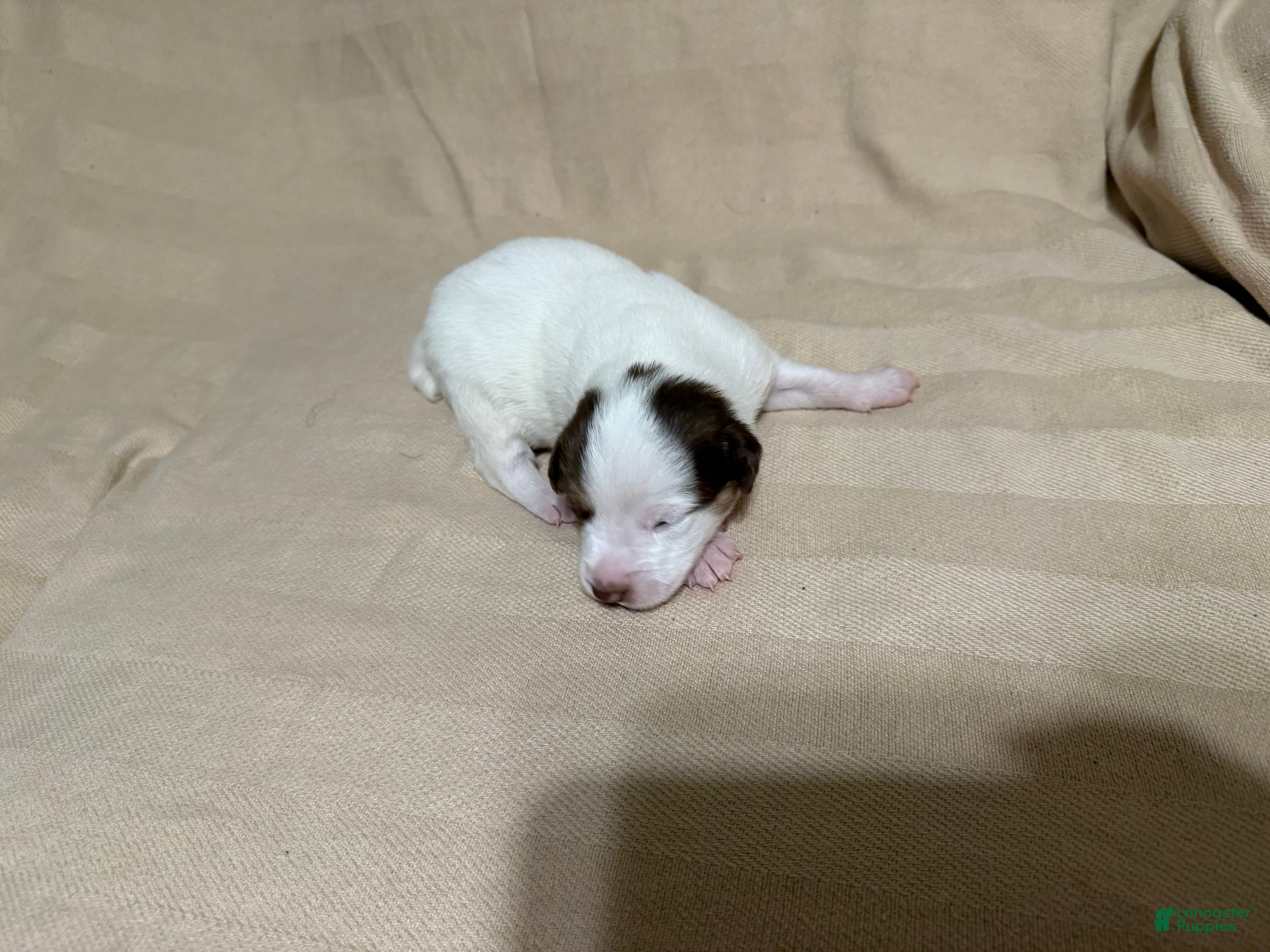 Mixed Breed dogs Teddy  - Ad 15