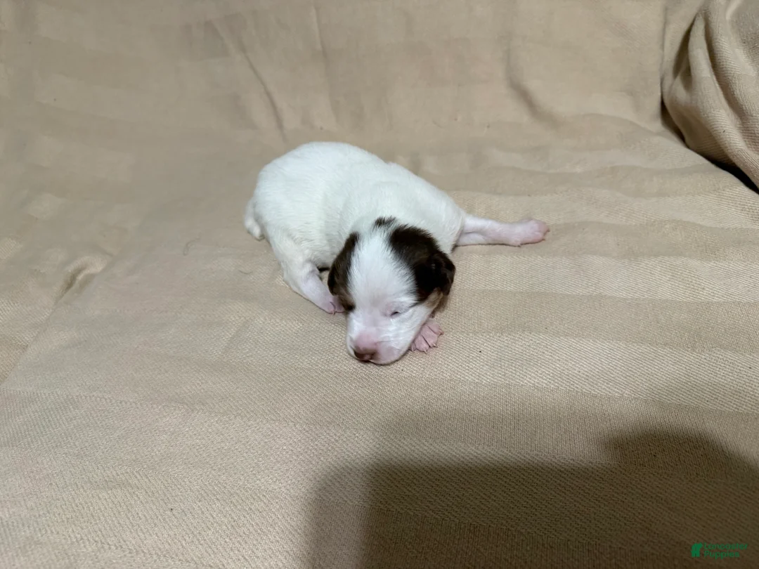 Mixed Breed dogs for sale: Teddy  - Ad 1