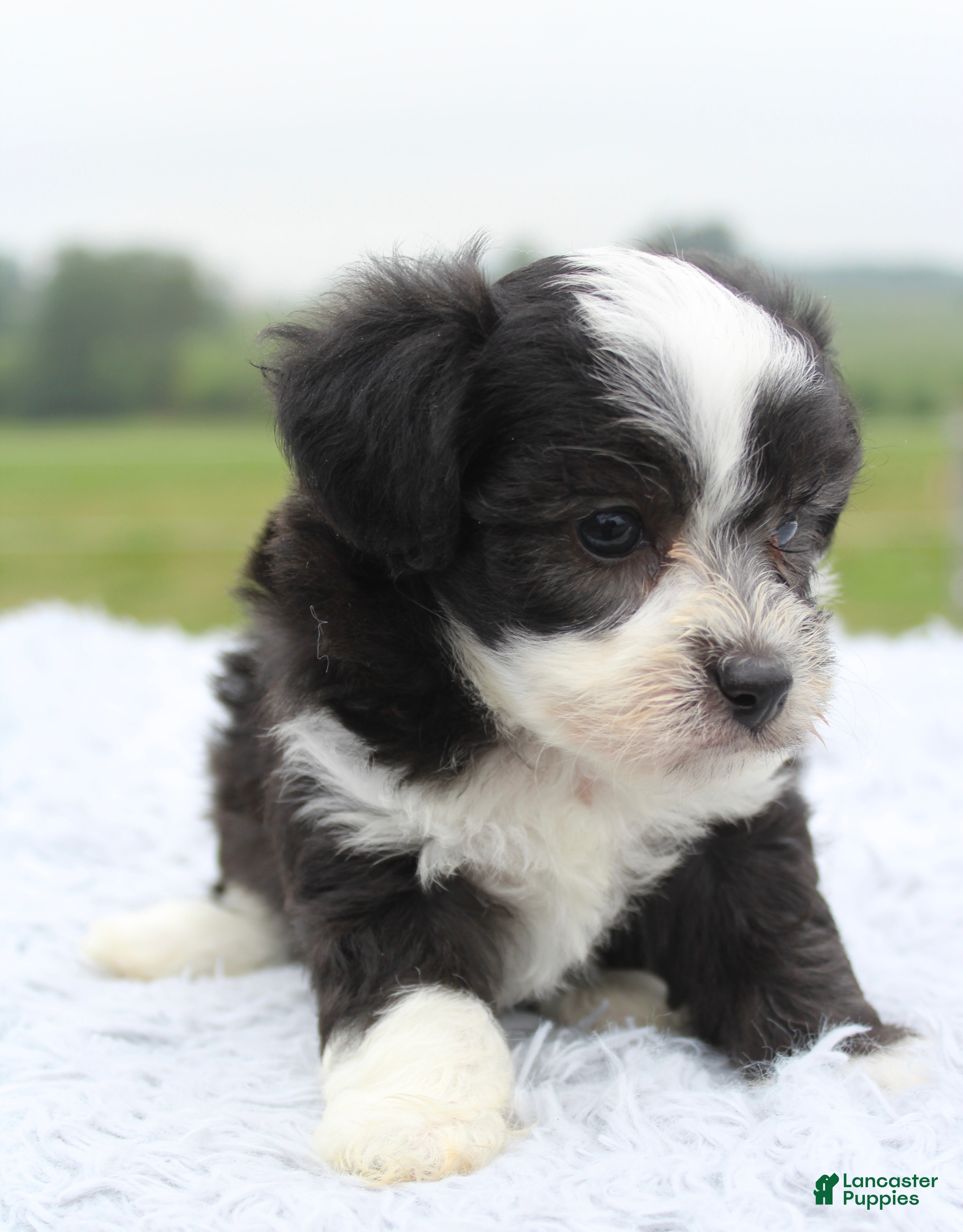 Mini Aussiedoodle dogs Mini Aussiedoodle 5 - Ad 9