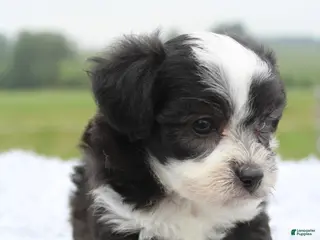 Mini Aussiedoodle dogs Mini Aussiedoodle 5 - Ad 16