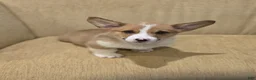 Welsh Corgi Pembroke dogs for sale: Welsh Corgi Pembroke 3 - Ad 3