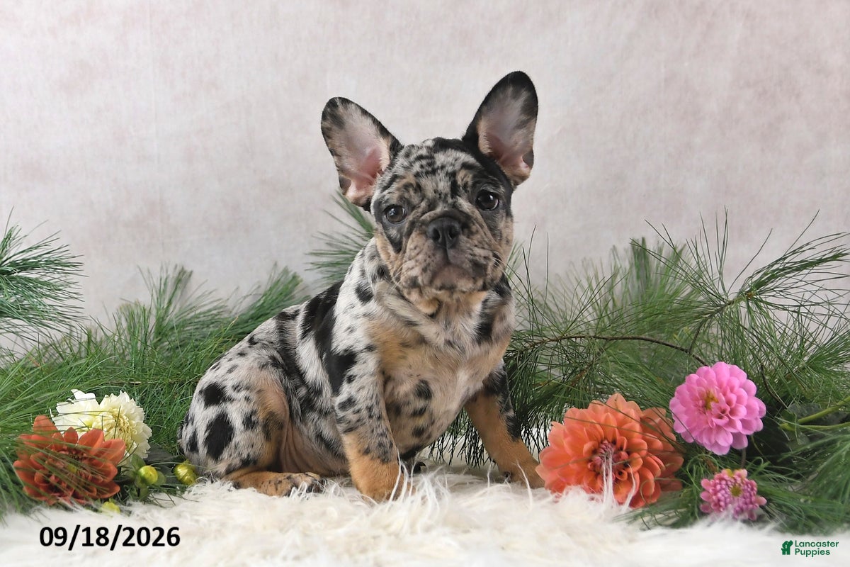 Frenchton dogs Megan - Ad 2