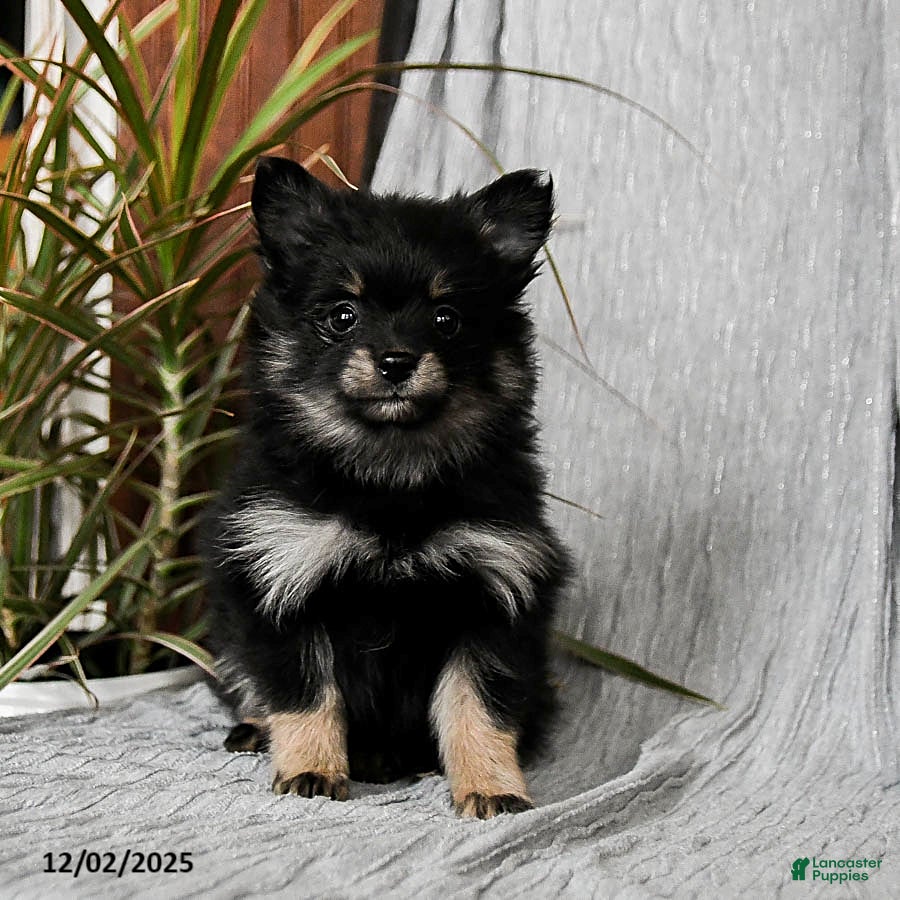 Pomeranian dogs Maggie - Ad 21