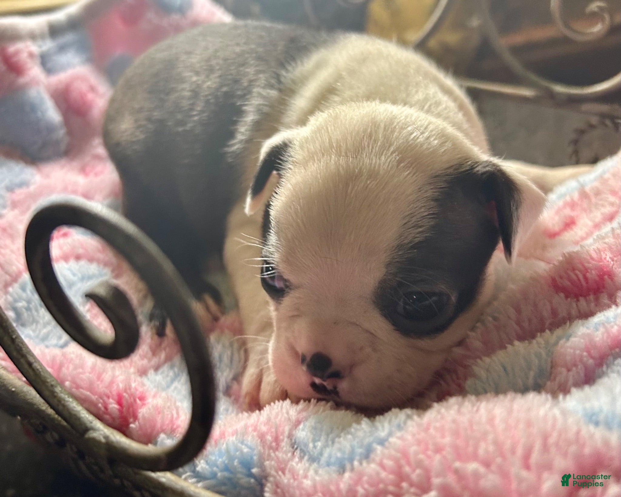 Boston Terrier dogs Boston Terrier 8 - Ad 22