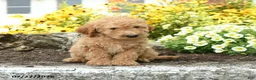 Mini Goldendoodle dogs for sale: Travis - Ad 3