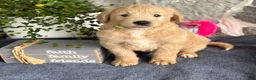 Goldendoodle dogs for sale: Nigel - Ad 4