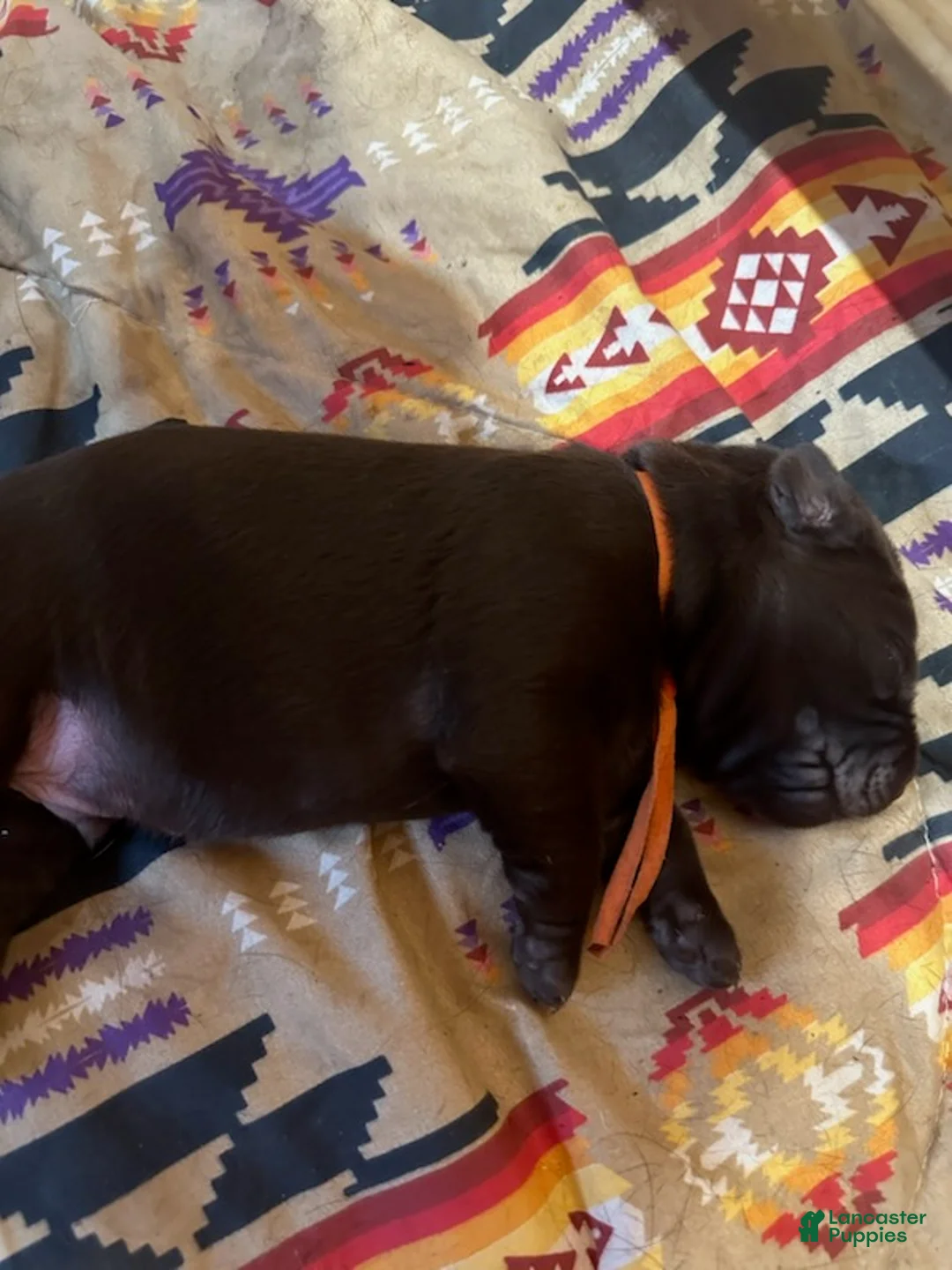 Labrador Retriever dogs for sale: Boy 2 - Ad 1