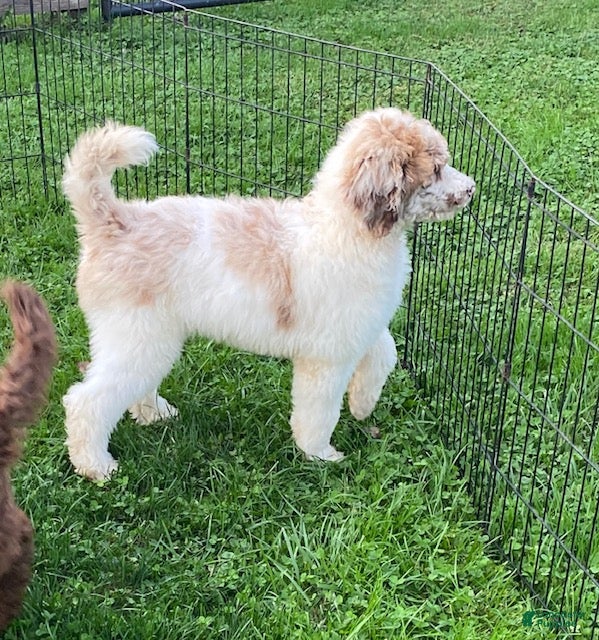 Standard Poodle dogs Tyson- genetic clear - Ad 1